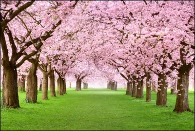 Quel festival japonais c&eacute;l&egrave;bre les cerisiers en fleurs ?