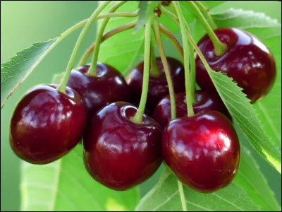 Quel est le nom de ce fruit ?