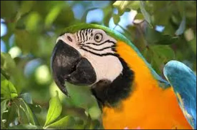 Quel est ce somptueux oiseau aux couleurs chatoyantes ?