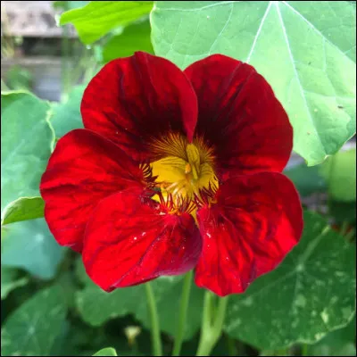 De quelle fleur s'agit-il ?