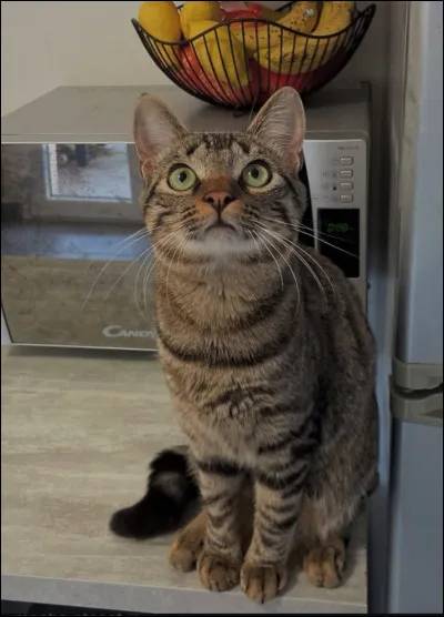 Il a aussi dans sa fratrie : un chef du Clan de la Rivi&egrave;re : avant &Eacute;toile du L&eacute;opard !