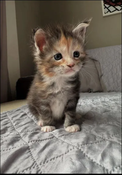 Salut ! Pour commencer, quel nom scientifique est donn&eacute; aux chats ?