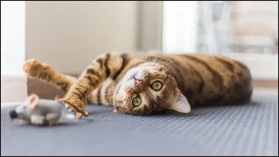 Quel est le r&eacute;gime alimentaire du chat ?