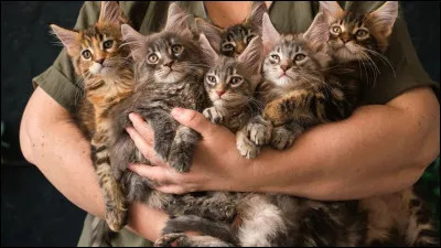 Comment s'appelle le bruit que fait le chat ?