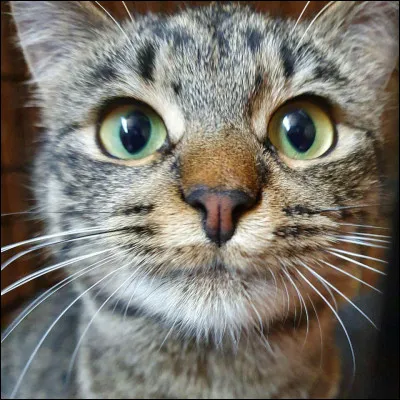 Comment s'appelle les moustaches du chat ?