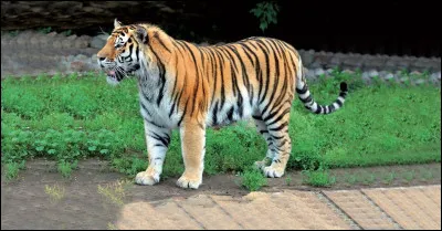 Aimerais-tu avoir une ou plusieurs compagnon(s) ou compagne(s) ?