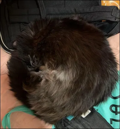 Quelle couleur de pelage aimerais-tu avoir ?