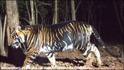 Quelle couleur de pelage aimerais-tu avoir ? (2)