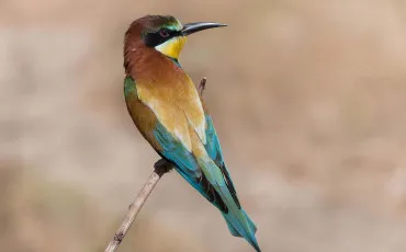 Quiz Test de personnalit�