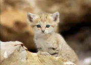 Quiz Es-tu un expert des f�lins ?