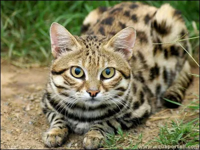 Le plus petit f&eacute;lin du monde est...