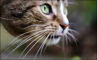 Les moustaches du chat sont aussi appel&eacute;es...