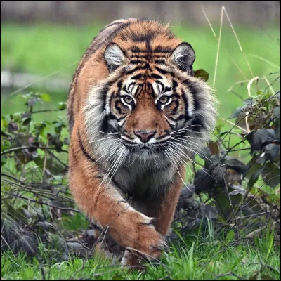 Le plus petit tigre est...