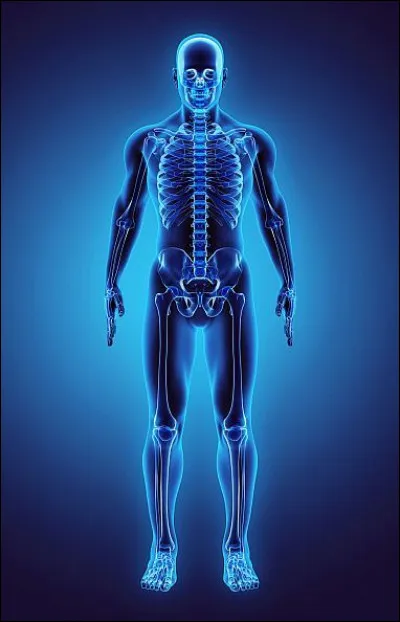 Quel organe humain peut se r&eacute;g&eacute;n&eacute;rer partiellement ?