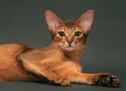 Quiz Races de chats � reconnaitre