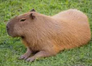 Test Es-tu un capybara ?