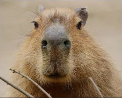 Pour d&eacute;buter ce test, es-tu sociable ?