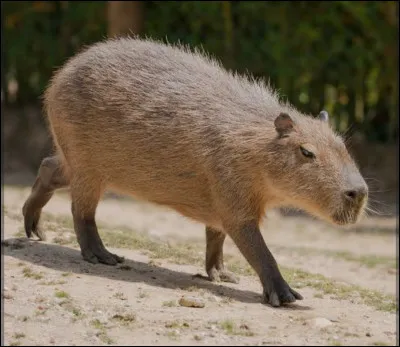 Quand tu croises des humains, que te dis-tu ?