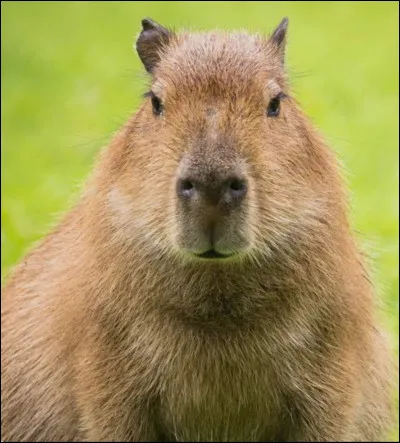 D'ailleurs, es-tu une fille ou un gar&ccedil;on ?