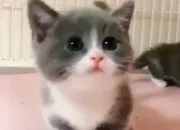 Test Pr�nom japonais pour chats