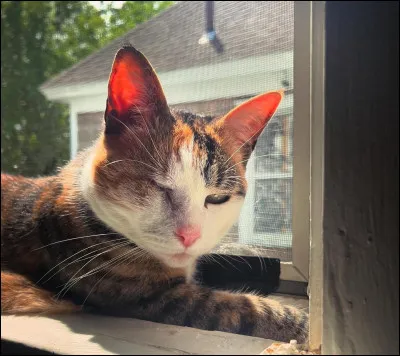 Quels sont tes yeux pr&eacute;f&eacute;r&eacute;s ?