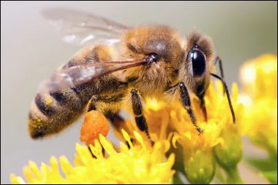 Quel est le nom de cet insecte pollinisateur ?