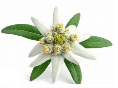 Quel est le nom de cette fleur de montagne ?