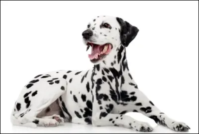 Quel est le nom de cette race de chien ?