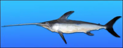 Quel est le nom de ce poisson de mer avec un tr&egrave;s long rostre ?