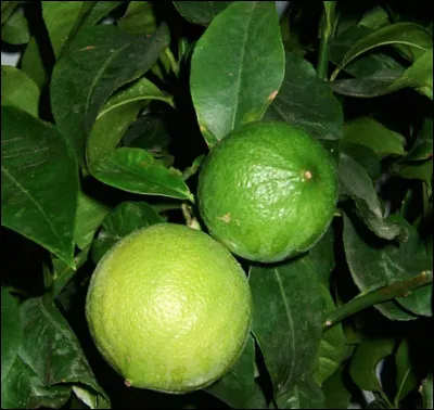 Quel est le nom de ce fruit, un agrume d'Italie tr&egrave;s parfum&eacute; ?