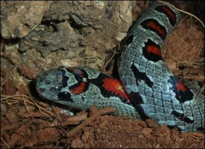 Imaginons-nous au Mexique.Que manque-t-il &agrave; ce serpent pour qu'il soit transform&eacute; en mythique divinit&eacute; m&eacute;soam&eacute;ricaine ?