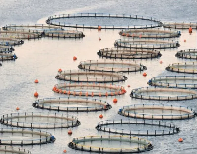 Qu'&eacute;l&egrave;ve-t-on ici en mer dont vous auriez envie de faire des tartares ?