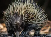 Quiz Quel est cet animal ?