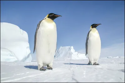 Quel est cet animal ?