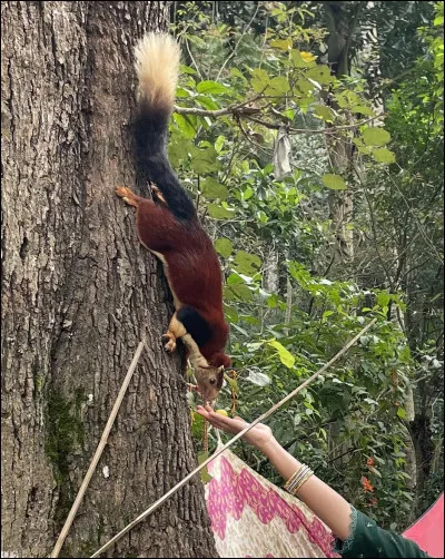Quel est cet animal ?