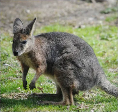 Quel est cet animal ?