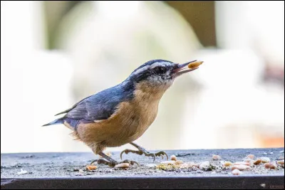Quel est cet animal ?