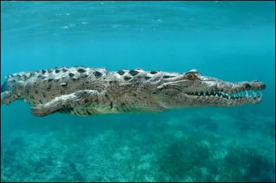 Quel est cet animal ?