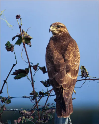 Quel est cet animal ?
