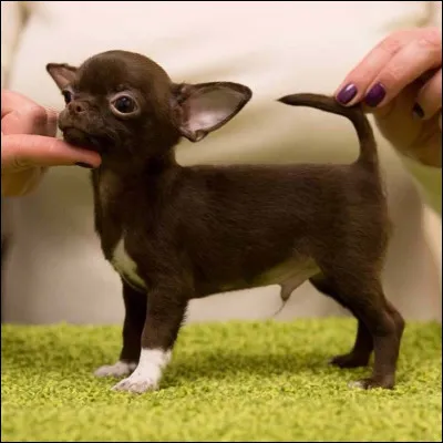 Le chihuahua est le plus petit chien du monde.Vrai ou faux ?