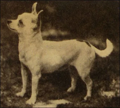 Pourquoi la race a-t-elle &eacute;t&eacute; domestiqu&eacute;e ?