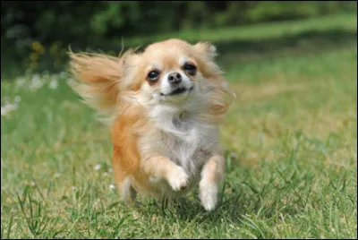 Le chihuahua est un ratier.Vrai ou faux ?