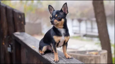 D'o&ugrave; vient la race ?