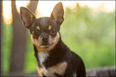 Les chihuahuas ont-ils v&eacute;cu &agrave; l'&eacute;tat sauvage ?