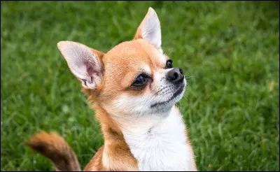 Quel est le caract&egrave;re d'un chihuahua ?