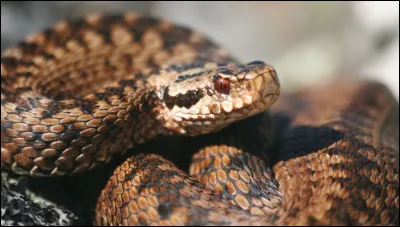 Quelle est la vip&egrave;re mord-dragon qui a tu&eacute; Fournaise ?