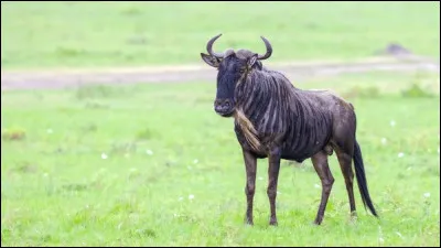 Le gnou est un animal solitaire.Vrai ou faux ?