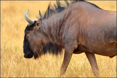 Le gnou noir est le plus rare des gnous.Vrai ou faux ?