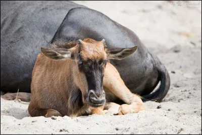 Combien de temps dure la gestation d'un gnou ?