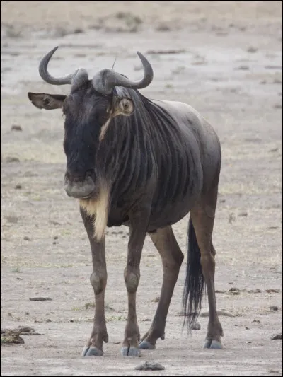Jusqu'&agrave; combien de kg peut peser un gnou ?